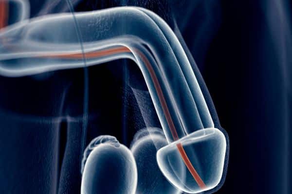 Eine schematische 3D-Visualisierung des Penis-Anatomie-Querschnitts. Sie zeigt deutlich die Schwellkörper, die größtenteils aus Blutgefäßen bestehen, und die für eine Erektion notwendigen Blutflüsse (Arterien und Venen).